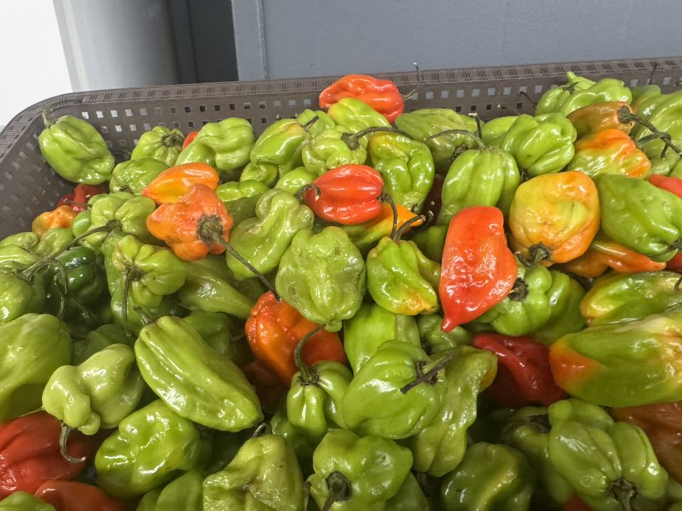 Piments antillais frais